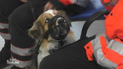 Diesmal braucht Rettungshund Momo selbst Hilfe Diesmal braucht Rettungshund Momo selbst Hilfe