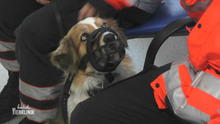 Diesmal braucht Rettungshund Momo selbst Hilfe Diesmal braucht Rettungshund Momo selbst Hilfe