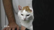 Wird der alte Kater blind? Wird der alte Kater blind?