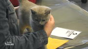 Baby-Katze Jerry wird geimpft Baby-Katze Jerry wird geimpft