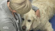 Magenspiegelung beim Golden Retriever Magenspiegelung beim Golden Retriever