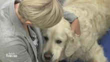 Magenspiegelung beim Golden Retriever Magenspiegelung beim Golden Retriever