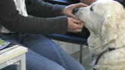 Muss der Golden Retriever operiert werden? Muss der Golden Retriever operiert werden?