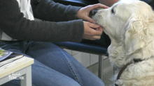 Muss der Golden Retriever operiert werden? Muss der Golden Retriever operiert werden?