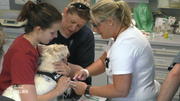 Warzen-Entfernung bei West Highland Terrier Quentin Warzen-Entfernung bei West Highland Terrier Quentin