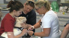 Warzen-Entfernung bei West Highland Terrier Quentin Warzen-Entfernung bei West Highland Terrier Quentin