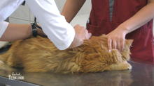 Kater Puschel könnte Gift gefressen haben Kater Puschel könnte Gift gefressen haben