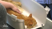 Abschied von Kater Puschel Abschied von Kater Puschel