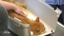 Abschied von Kater Puschel Abschied von Kater Puschel
