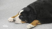 Berner Sennenhund Othello hat einen Milz-Tumor Berner Sennenhund Othello hat einen Milz-Tumor