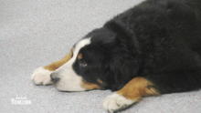 Berner Sennenhund Othello hat einen Milz-Tumor Berner Sennenhund Othello hat einen Milz-Tumor