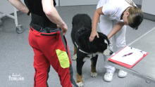 Othello muss dringend untersucht werden Othello muss dringend untersucht werden