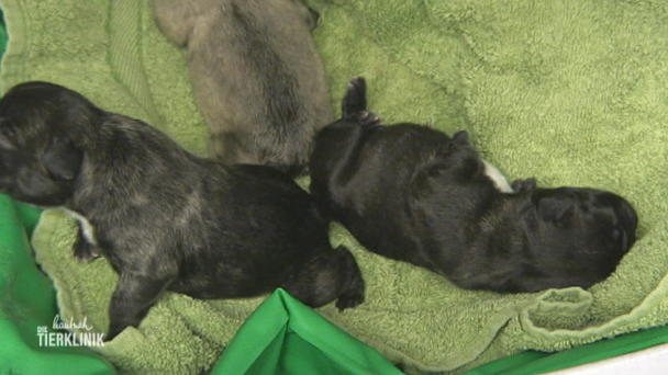 Süßer Nachwuchs bei Bulldogge Kira Süßer Nachwuchs bei Bulldogge Kira
