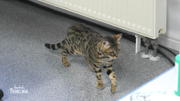 Katze Pebbles macht keinen guten Eindruck Katze Pebbles macht keinen guten Eindruck