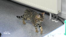 Katze Pebbles macht keinen guten Eindruck Katze Pebbles macht keinen guten Eindruck