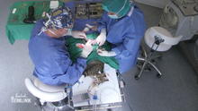 Klappt die Knie-OP bei Katze Malu? Klappt die Knie-OP bei Katze Malu?
