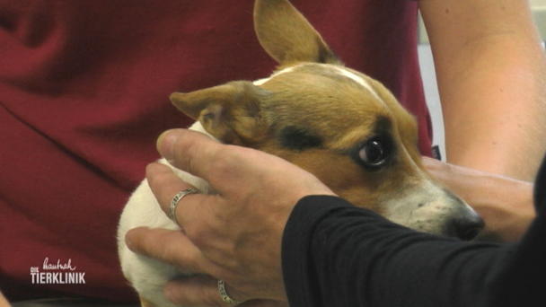 Terrier Hündin droht zu erblinden Terrier Hündin droht zu erblinden