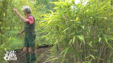Bambus für den Bali-Garten Bambus für den Bali-Garten