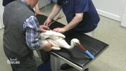 Verletzter Storch muss schnell behandelt werden Verletzter Storch muss schnell behandelt werden