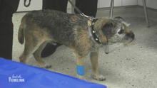 Was stimmt nicht mit Border-Terrier Bastian? Was stimmt nicht mit Border-Terrier Bastian?
