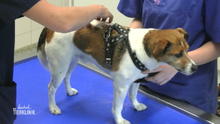 Jackrussel Ali hat Rückenprobleme Jackrussel Ali hat Rückenprobleme