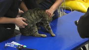 Kater Max ist schlapp und frisst nicht mehr Kater Max ist schlapp und frisst nicht mehr