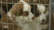 Erstuntersuchung für Australian Shepherd Welpen Erstuntersuchung für Australian Shepherd Welpen