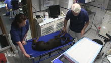 Dobermann Wendy hat Zahnprobleme Dobermann Wendy hat Zahnprobleme