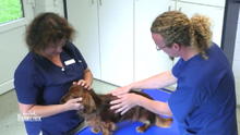 Tierärztin Bourvé möchte ihre Hunde impfen lassen Tierärztin Bourvé möchte ihre Hunde impfen lassen