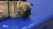 Bulldogge Pepe muss geimpft werden Bulldogge Pepe muss geimpft werden