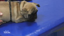 Bulldogge Pepe muss geimpft werden Bulldogge Pepe muss geimpft werden