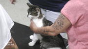 Hat Katze Sugar wirklich nur eine Entzündung an der Pfote? Hat Katze Sugar wirklich nur eine Entzündung an der Pfote?